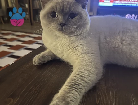 British Shorthair Oğlumuza eş arıyoruz