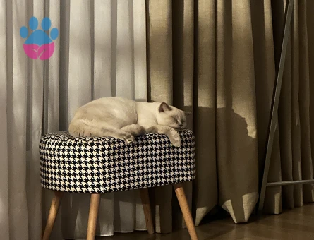 British Shorthair Oğlumuza eş arıyoruz