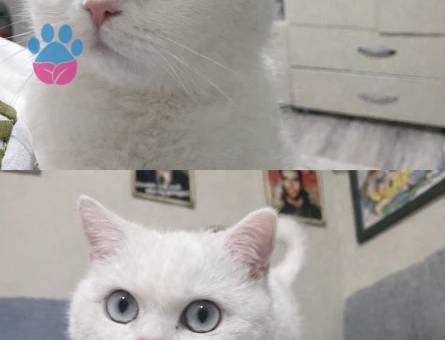 British Shorthair Kızıma koca arıyoruz