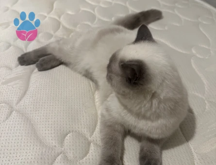 Siyam 1 Yaşında Yakışıklı Oğluma Eş Arıyorum