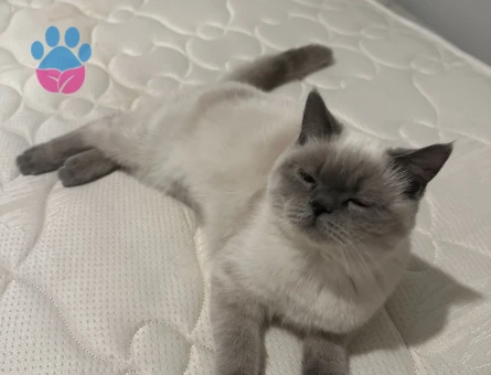 Siyam 1 Yaşında Yakışıklı Oğluma Eş Arıyorum