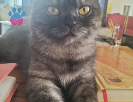 British Shorthair  Yaşında Dişi Kedime Eş Arıyorum