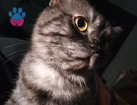 British Shorthair  Yaşında Dişi Kedime Eş Arıyorum