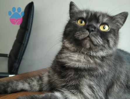 British Shorthair  Yaşında Dişi Kedime Eş Arıyorum