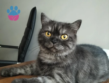 British Shorthair  Yaşında Dişi Kedime Eş Arıyorum