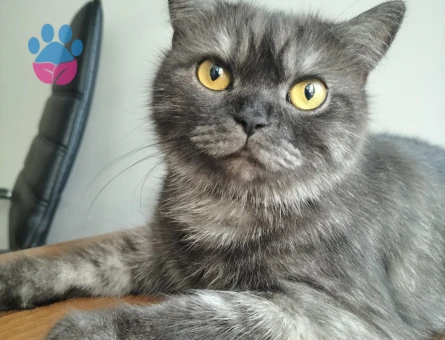 British Shorthair  Yaşında Dişi Kedime Eş Arıyorum