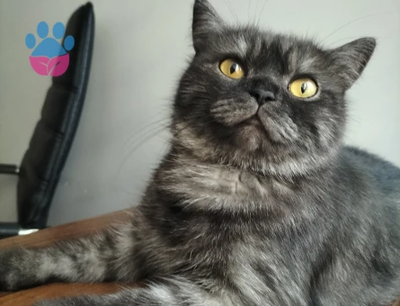 British Shorthair  Yaşında Dişi Kedime Eş Arıyorum