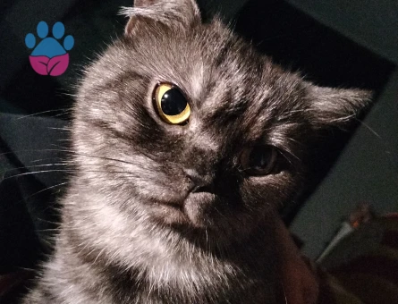 British Shorthair  Yaşında Dişi Kedime Eş Arıyorum