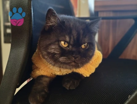 British Shorthair  Yaşında Dişi Kedime Eş Arıyorum