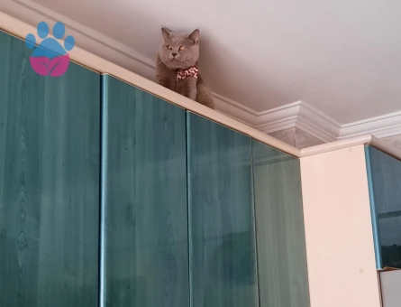 British Shorthair 2 Yaşında Erkek Kedime Eş Arıyorum