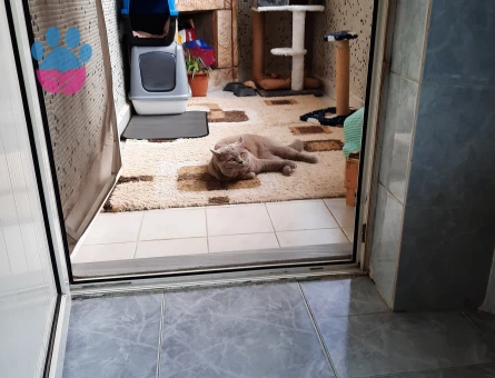 British Shorthair 2 Yaşında Erkek Kedime Eş Arıyorum