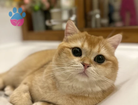 British shorthair golden Kızgınlıkta