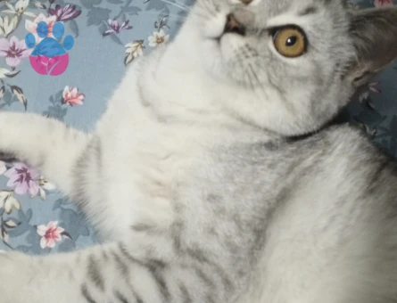 British Shorthair Damat adaylarını bekliyoruz