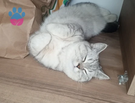 British Shorthair Damat adaylarını bekliyoruz