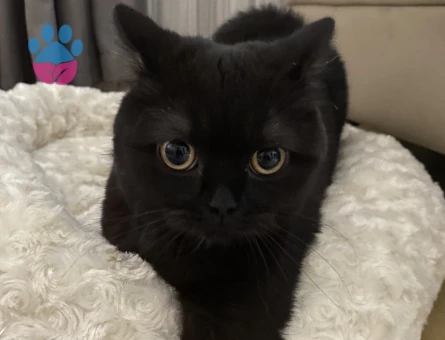 British Shorthair 1 Yaşında Damat Arıyoruz