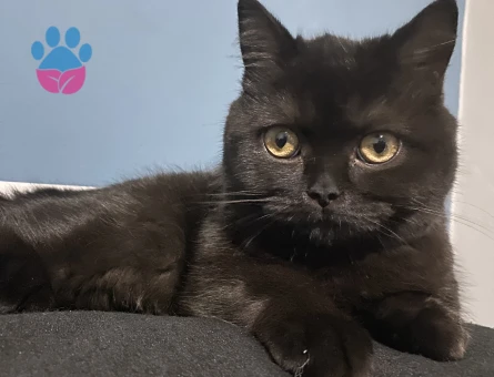 British Shorthair 1 Yaşında Damat Arıyoruz