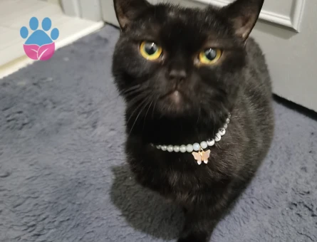 British Dişi Kedime Erkek Kedi Arıyorum