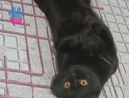 British Shorthair 3 Yaşında Oğluma Eş Arıyorum
