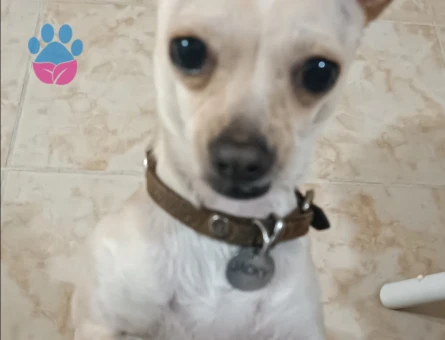 Chihuahua 3 Yaşında Eş Arıyor