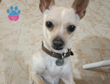 Chihuahua 3 Yaşında Eş Arıyor