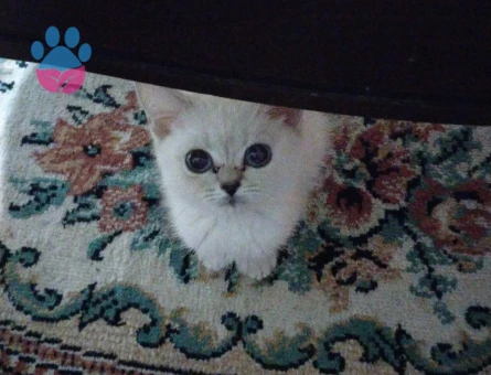 British Shorthair 1 Yaşında Kedim Eş Arıyor