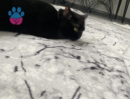 Şecereli Scottish Straight Angelia Eş Arıyor