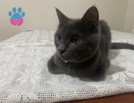 Dişi scotish short hair kedimize erkek arıyoruz