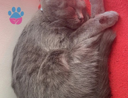 Dişi scotish short hair kedimize erkek arıyoruz