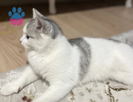 British Shorthair 7 Aylık Kızım Eş Arıyor