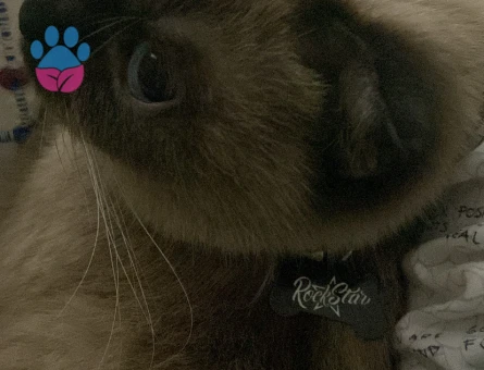 Scottish Fold 1 Yaşında Kedim Eş Arıyor