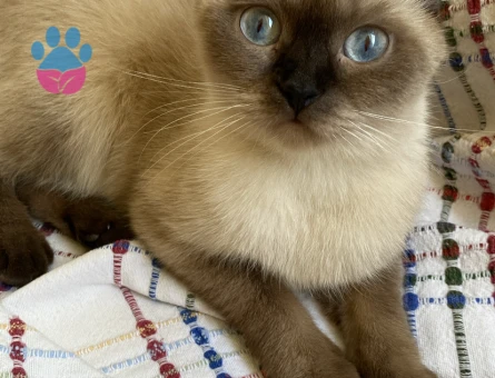 Scottish Fold 1 Yaşında Kedim Eş Arıyor