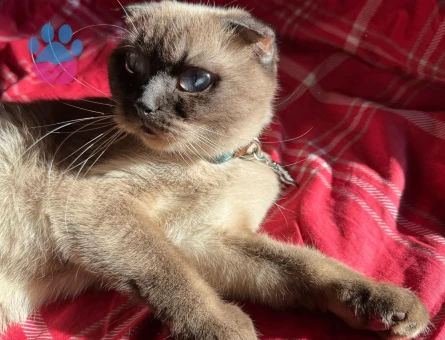 Scottish Fold 1 Yaşında Kedim Eş Arıyor