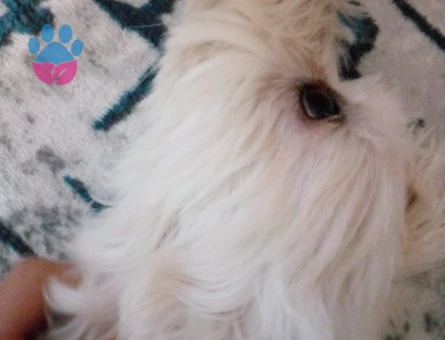 Maltese Terrier Yakışıklı Oğluma Eş Arıyorum