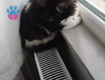 Siyam Oğluma Eş Arıyorum Kızgınlıkta