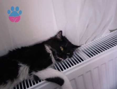 Siyam Oğluma Eş Arıyorum Kızgınlıkta