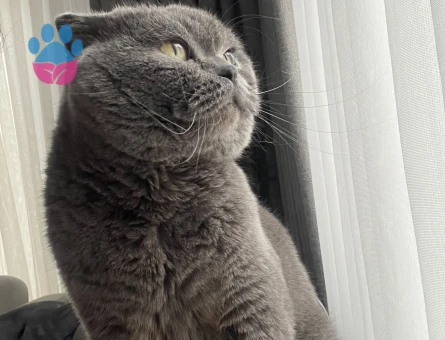 British Shorthair Kedime Dişi British Arıyoruz