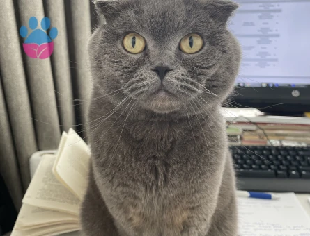 British Shorthair Kedime Dişi British Arıyoruz
