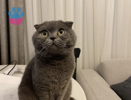 British Shorthair Kedime Dişi British Arıyoruz