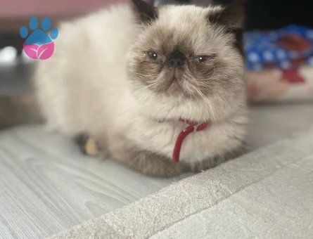 İran Kedisi Kızımıza Eş Arıyorum