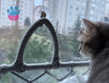 British Shorthair 11 Aylık Kedime Eş Arıyorum