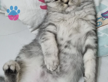 British Shorthair Kedime eş arıyorum