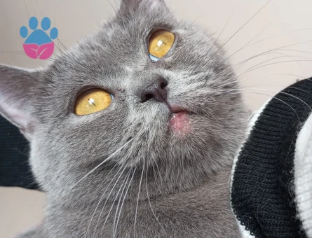 British shorthair,dişi,eş arıyorum