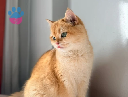 Golden British SCR'li NY12 Kızım Pera