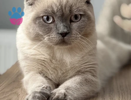 Scottish Fold Kedime eş arıyoruz