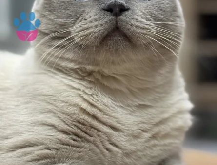 Scottish Fold Kedime eş arıyoruz