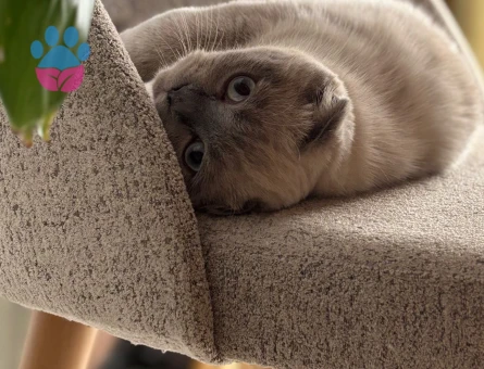 Scottish Fold Kedime eş arıyoruz