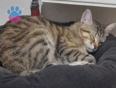 Dişi Tekir 10 Aylık Eş Arıyor