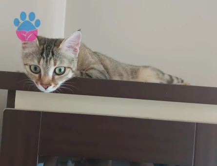 Dişi Tekir 10 Aylık Eş Arıyor