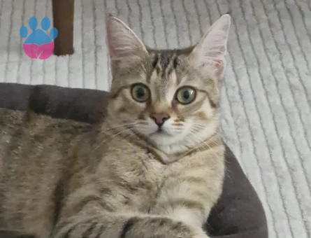 Dişi Tekir 10 Aylık Eş Arıyor