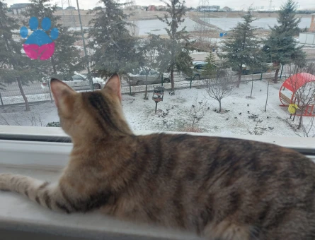 Dişi Tekir 10 Aylık Eş Arıyor